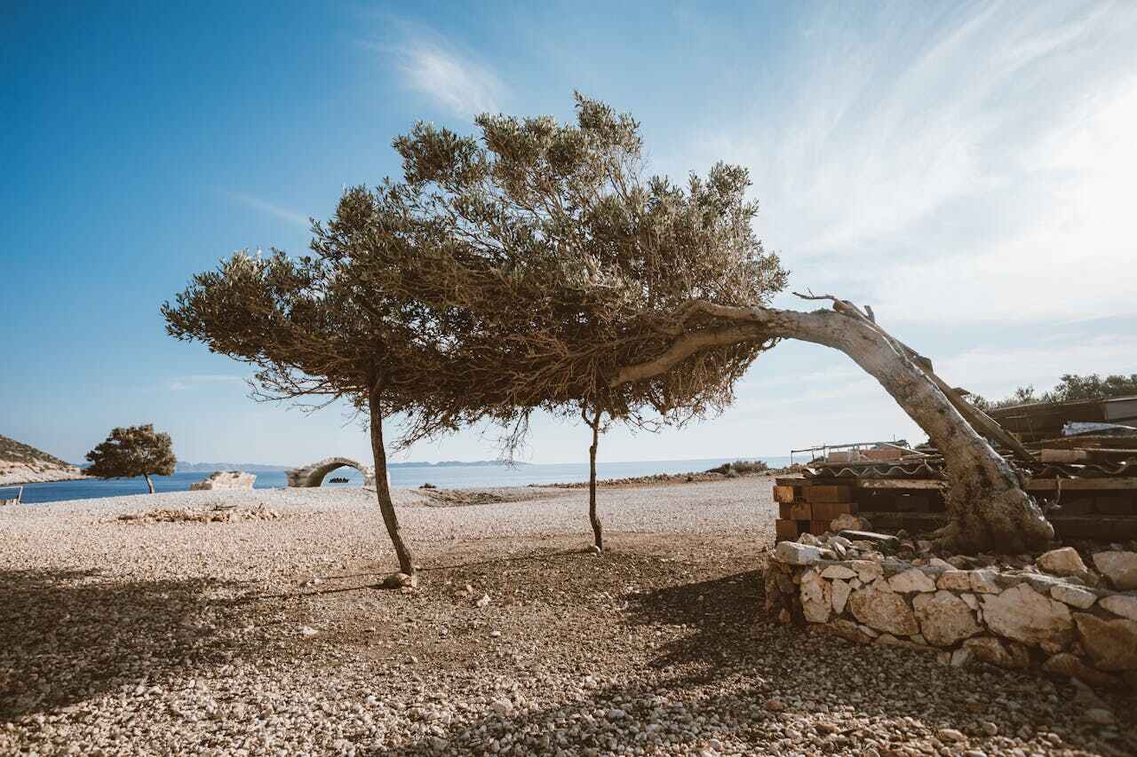 Best Tree Cutting Near Me  in USA